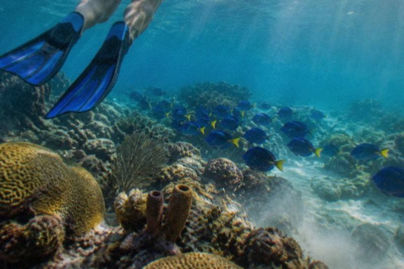 Two Snorkel Stops, Buffet Lunch