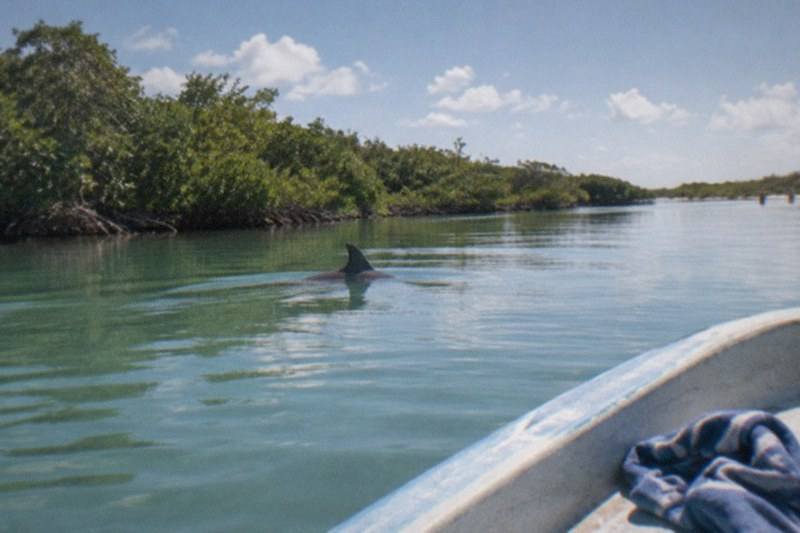 Sian Kaan Day Trip: Dolphins & Turtles