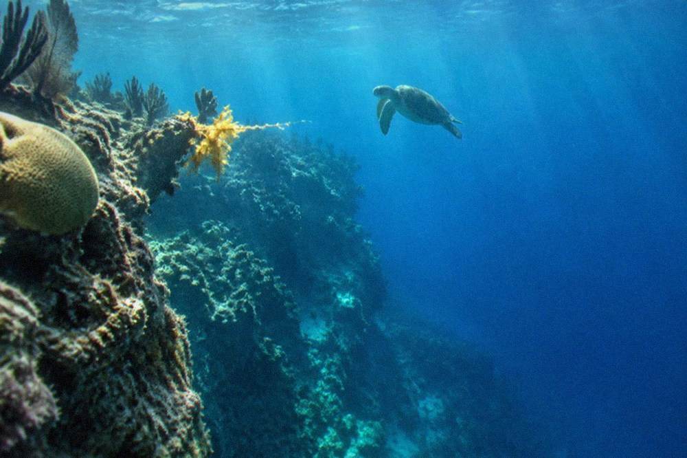 Snorkeler's view of a coral wall fading into deep blue water