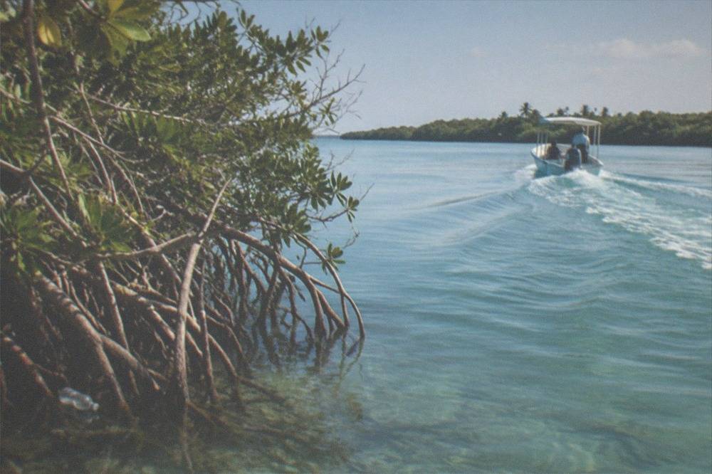 A calm turquoise lagoon surrounded by mangroves with a small boat wake crossing open water