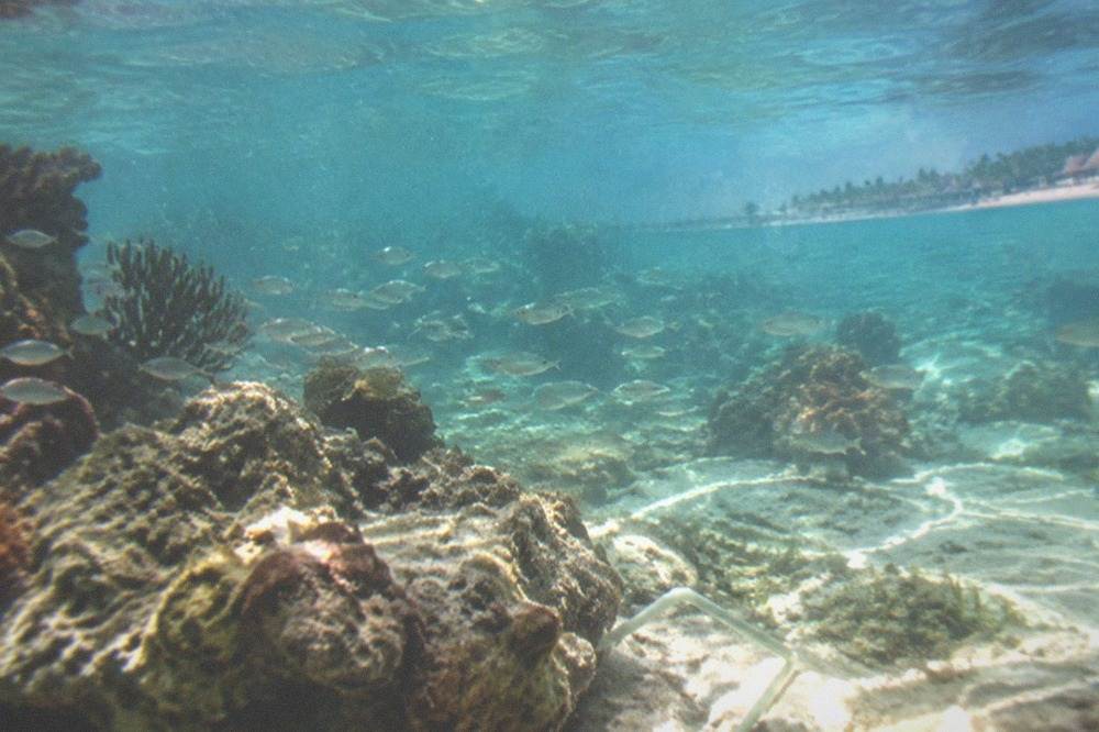Clear shallow water over a coral reef with schools of small fish
