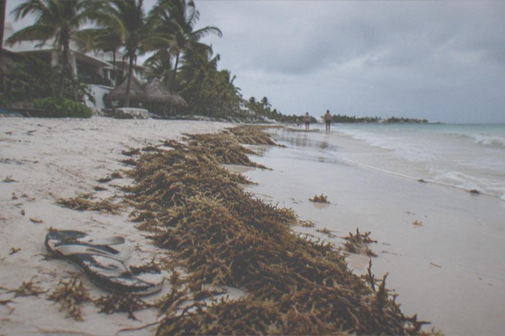 A line of brown seaweed along the wet sand at the edge of a white sand beach