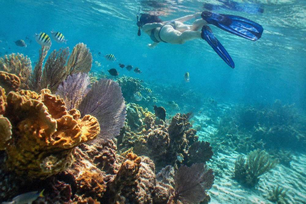 Snorkeler floating over a coral reef with tropical fish in clear blue water