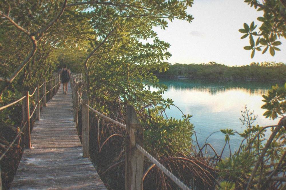 Wooden walkway leading through mangrove and jungle toward a still blue water hole