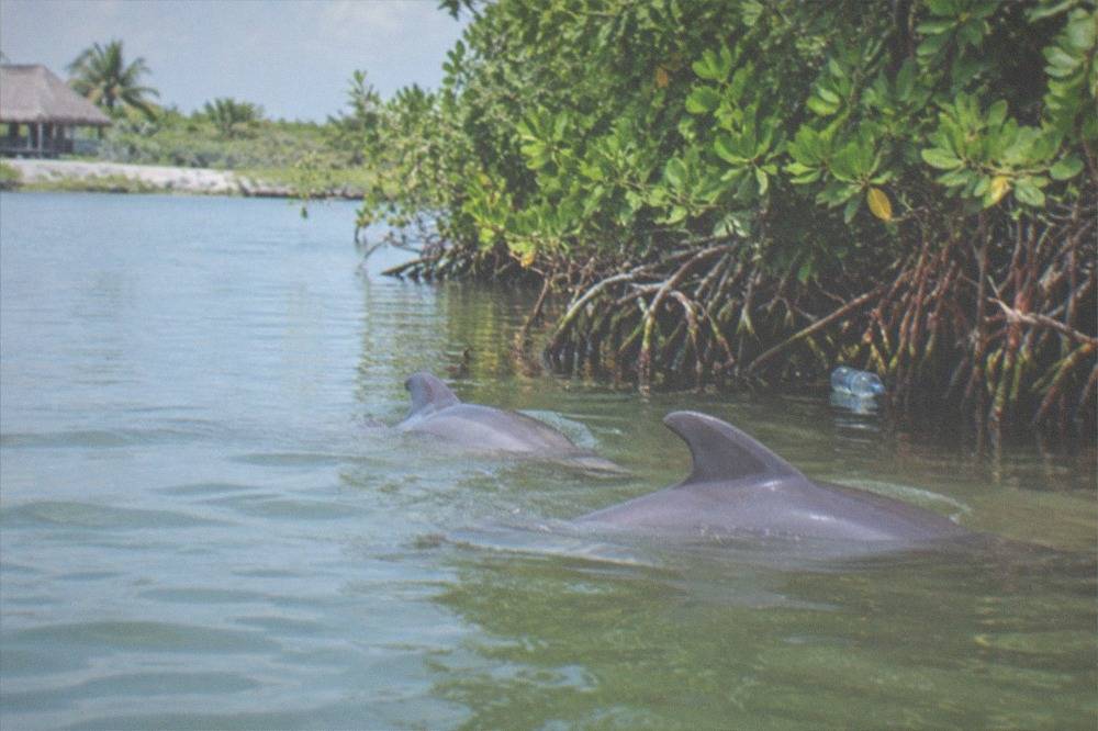 Two dolphins surfacing in calm lagoon water near mangroves