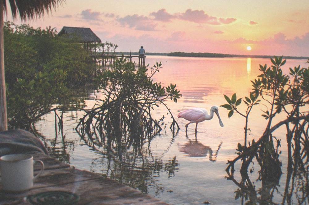 Roseate spoonbill wading in shallow lagoon water at sunrise
