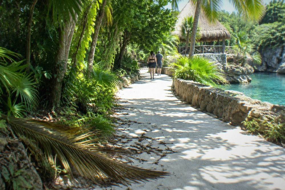 Dense tropical jungle canopy meeting cleared park pathways under afternoon sun